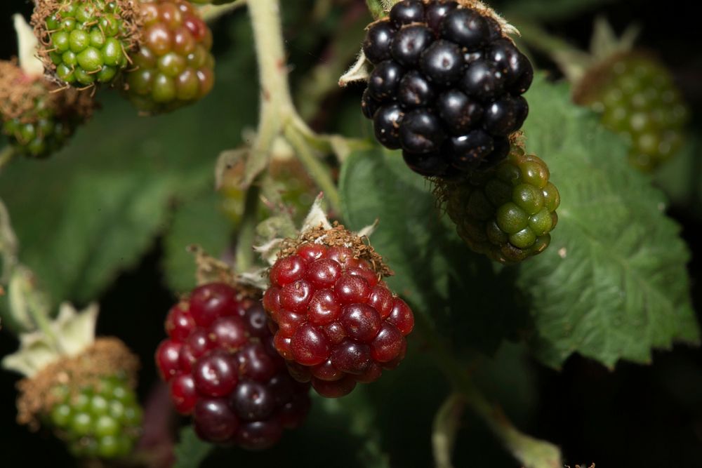 Blackberry fruit bush. Free public domain CC0 photo.