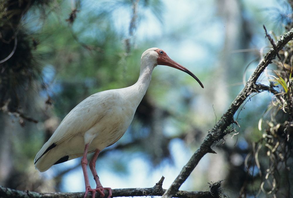 An American White Ibis sits on a tree branch in Florida on May 10, 1995.