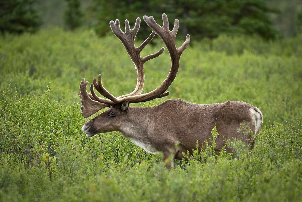 Profile of a Bull Caribou. Original public domain image from Flickr