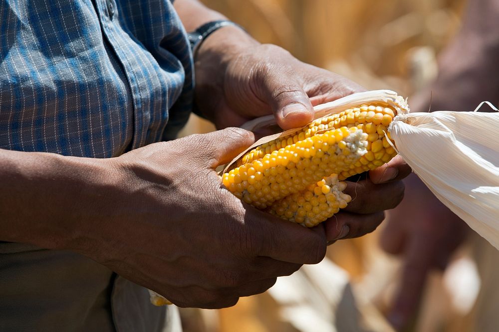 President Barack Obama holds ears of corn affected by the drought during his tour of the McIntosh family farm in Missouri…