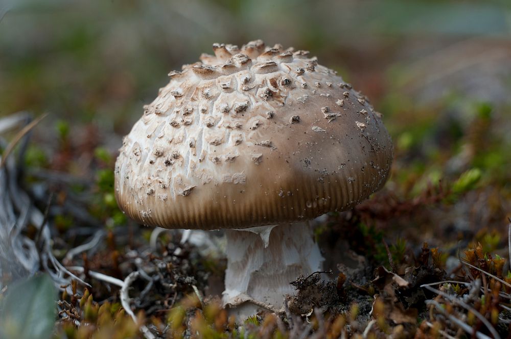 Mushroom. Original public domain image from Flickr