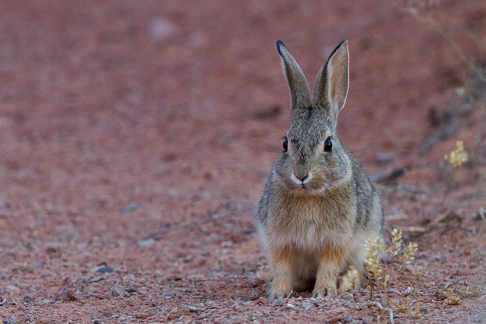 Desert Cottontail. Original public domain image from Flickr