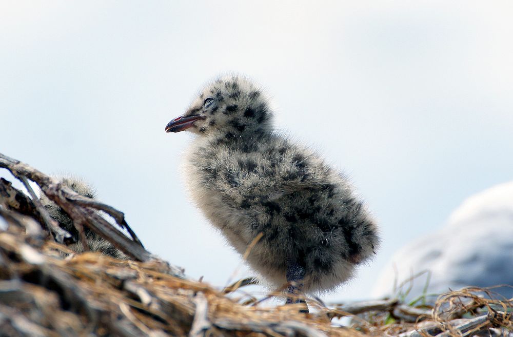 Red billed gull chick .The red-billed gull is the commonest gull on the New Zealand coast.
