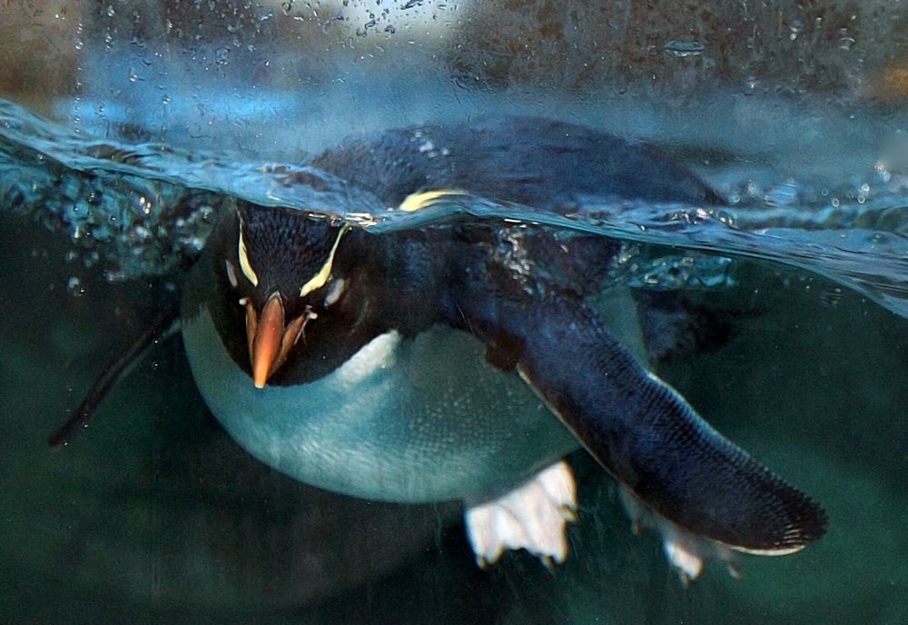 Rockhopper penguins Calgary Zoo.