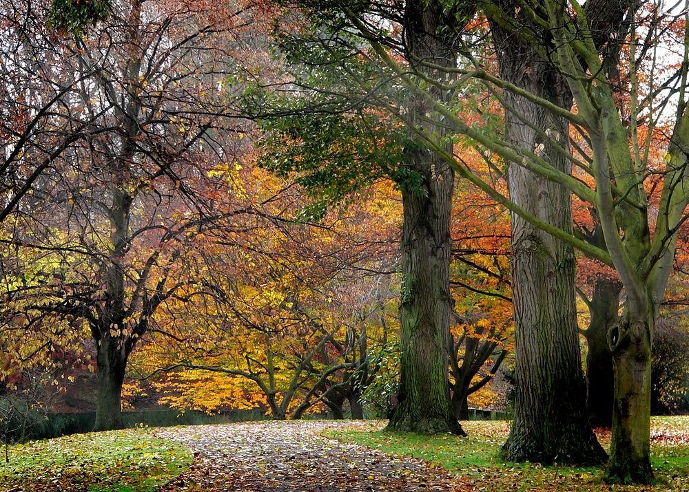 Hagley Park New Zealand. Original public domain image from Flickr