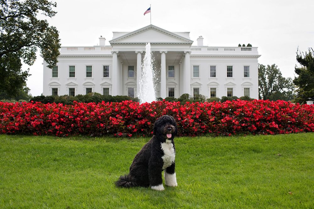 Bo, the Obama family dog, poses for a photo on the North Lawn of the White House, Sept. 28, 2012.