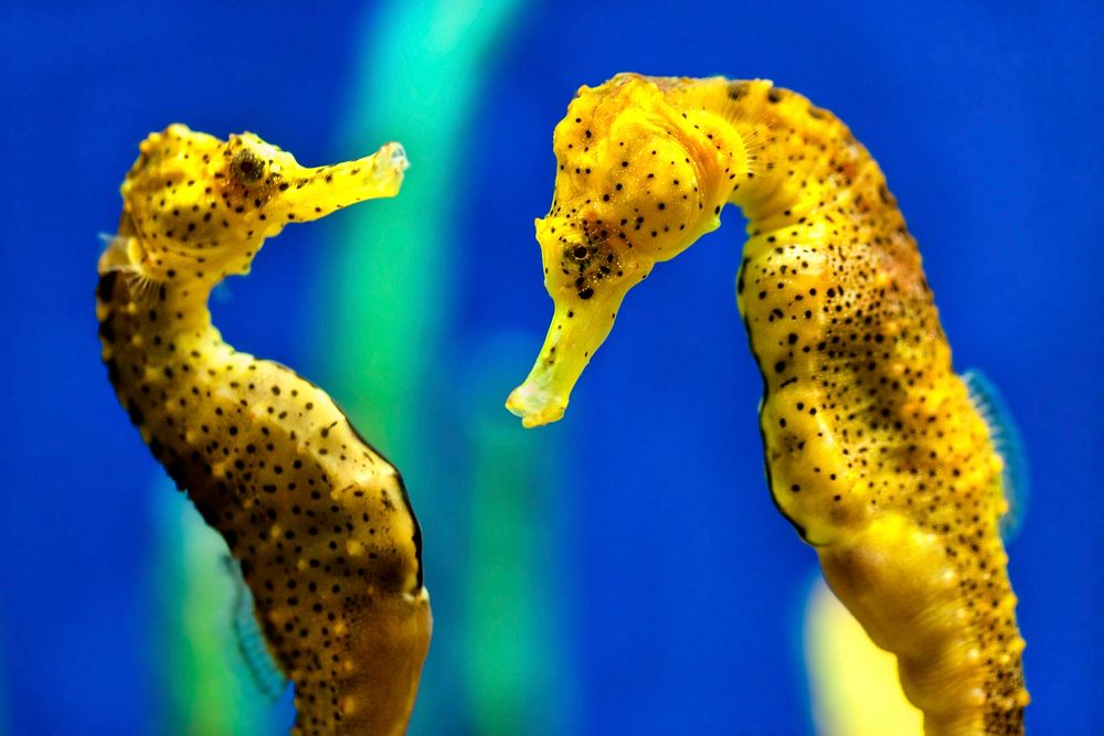 Yellow seahorses close up. Free public domain CC0 image.