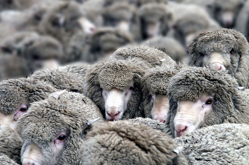 Merino sheep. Original public domain image from Flickr