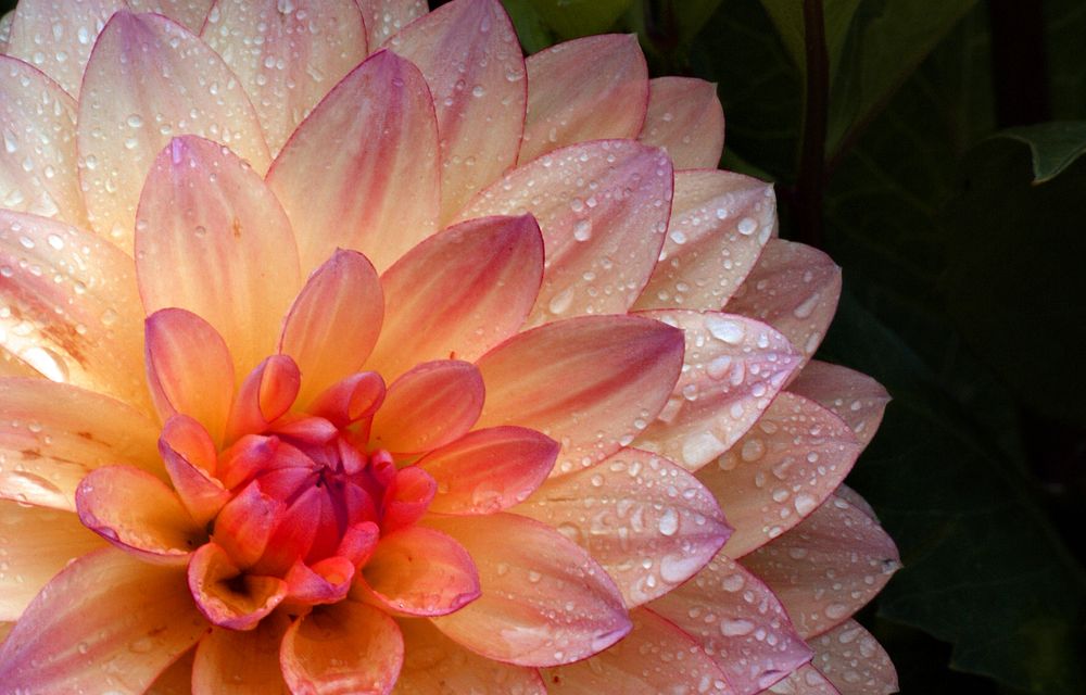 Dahlia flower. Original public domain image from Flickr