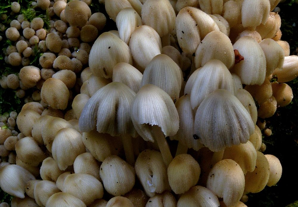 Coprinus is a small genus of mushroom-forming fungi consisting of Coprinus comatus and several of its close relatives.…