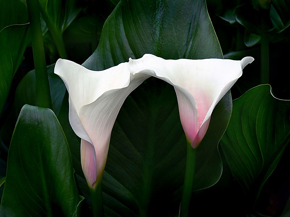 Arum Lily (Zantedeschia Aethiopica)Robust, persistent, evergreen, clump-forming perennial herb 