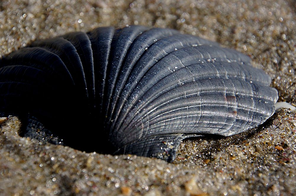 Black scallop shell.