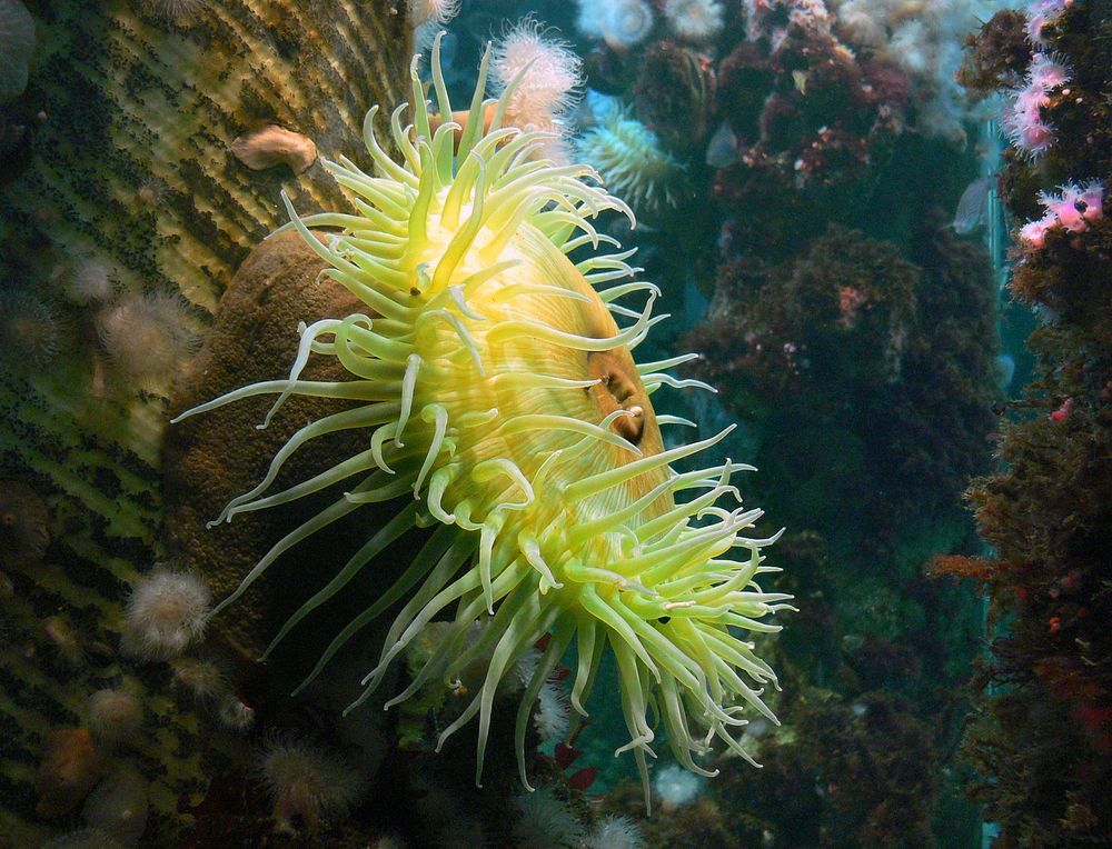 Sea anemones in deep water.