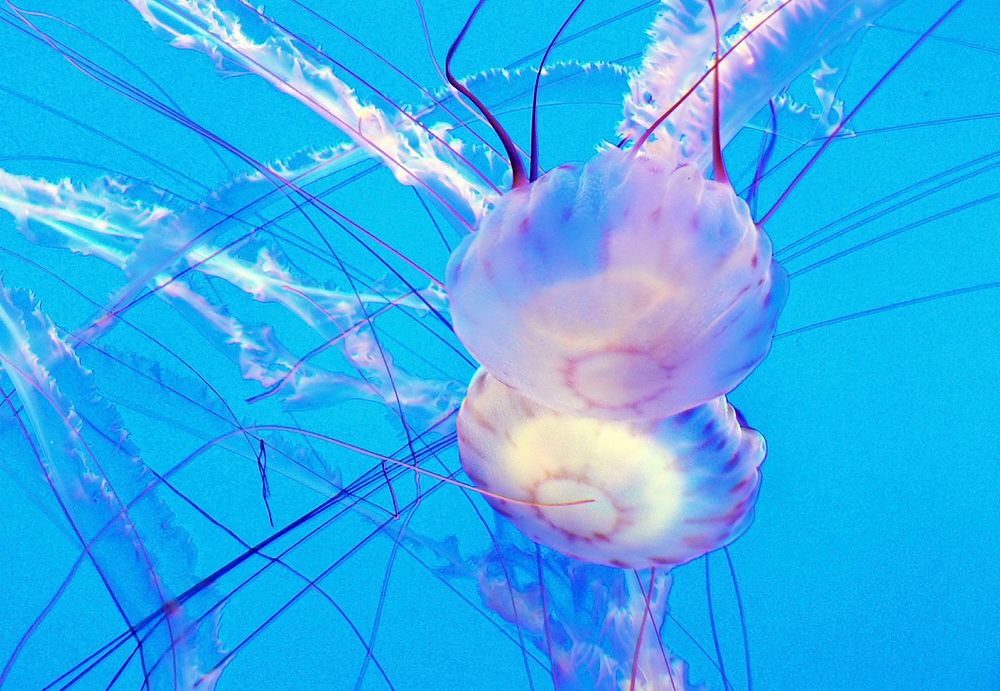 Jelly Fish in Monterey Aquarium. Original public domain image from Flickr