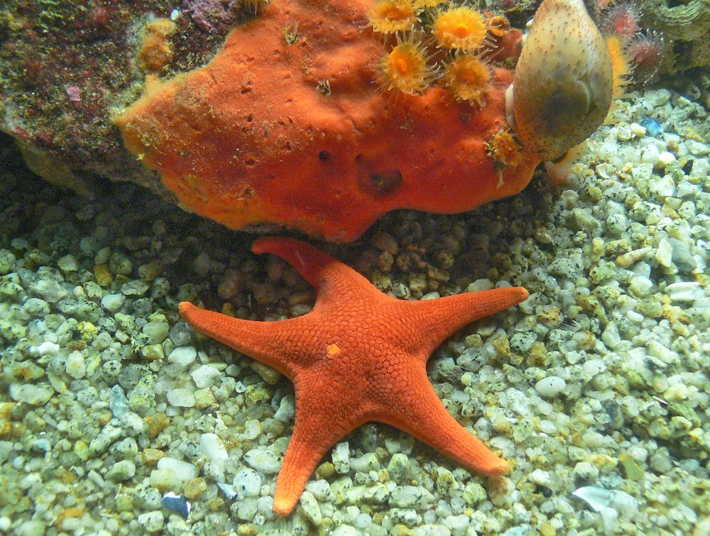 Monterey Aquarium. Original public domain image from Flickr