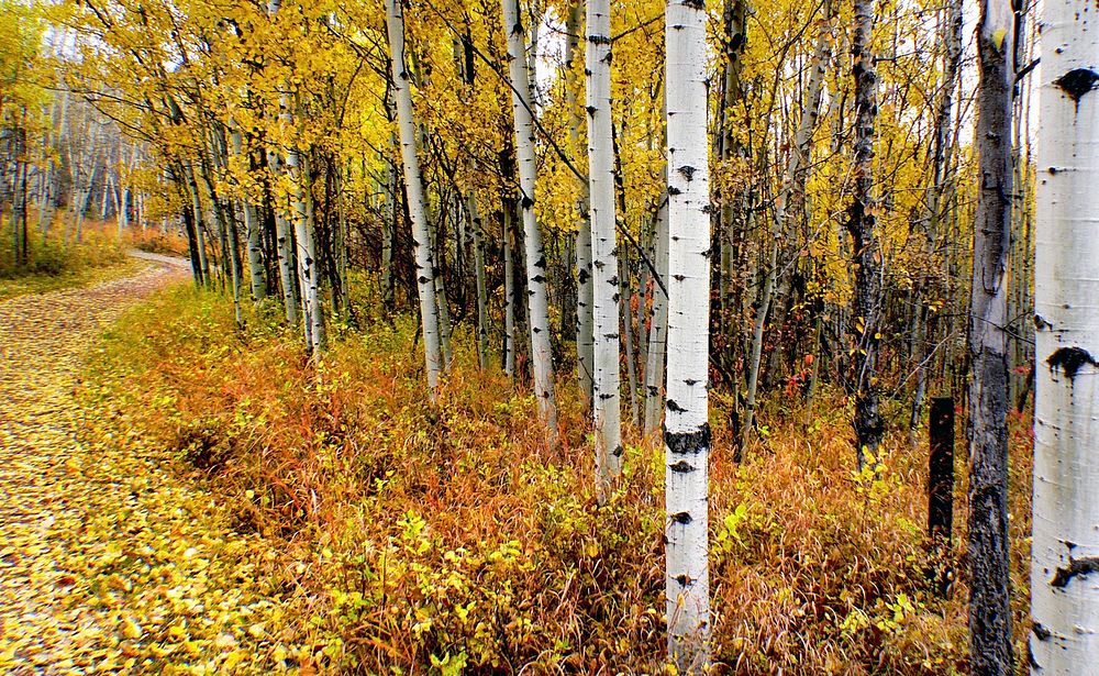 Autumn Calgary Alberta.