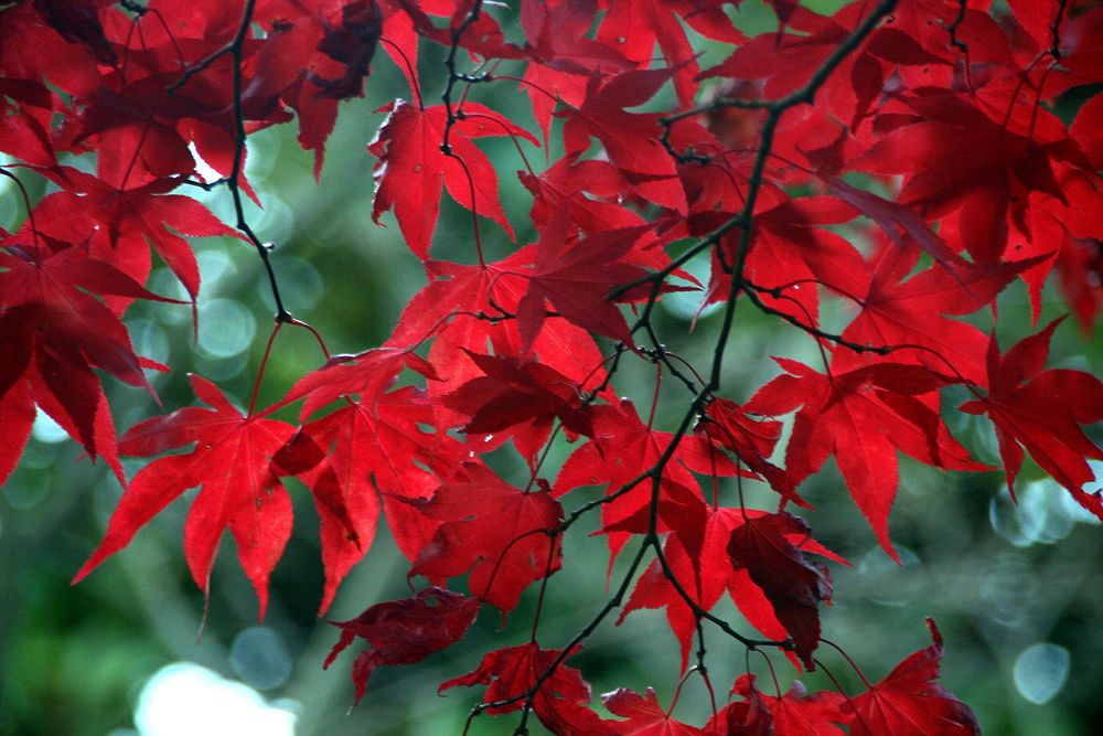 Red maple leaves on branches. Original public domain image from Flickr