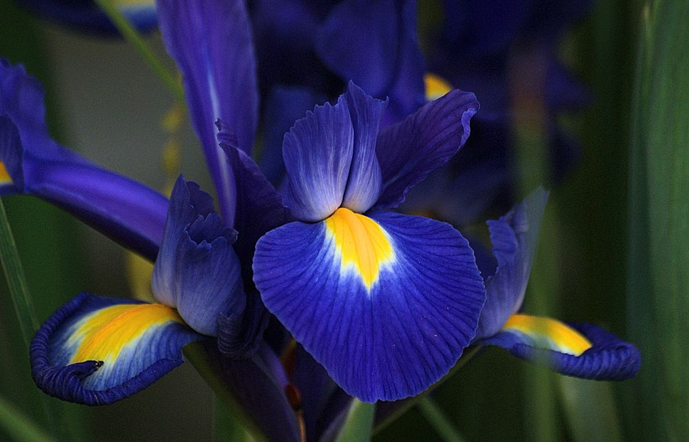 Blue iris. Original public domain image from Flickr