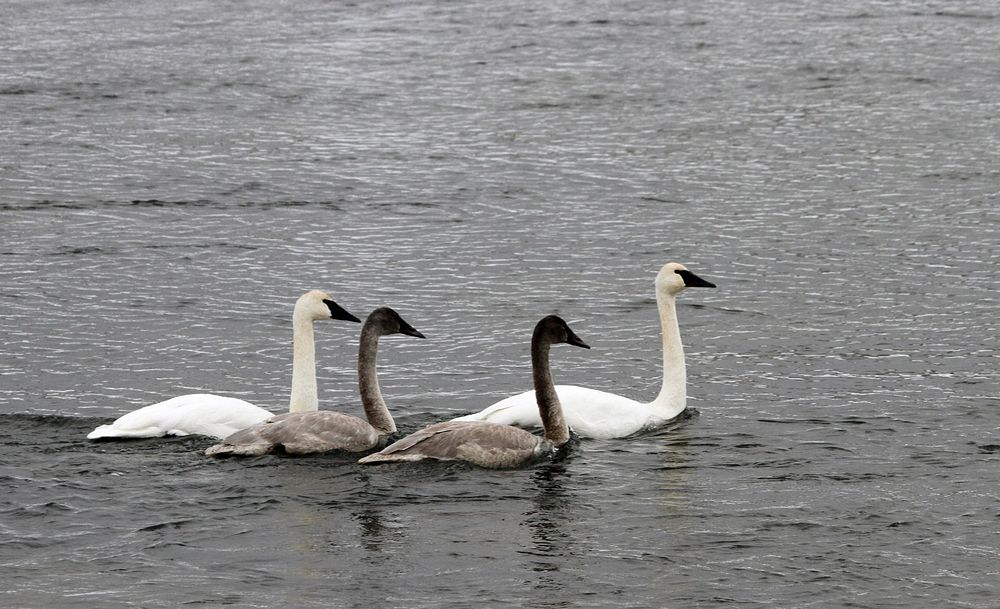 Trumpeter swans on Yellowstone River in Hayden Valley by Jim Peaco Original public domain image from Flickr