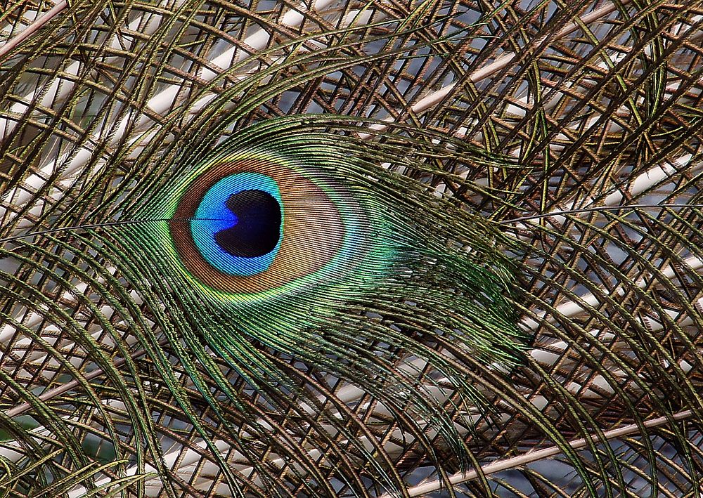 Indian peacock feather close up. Original public domain image from Flickr