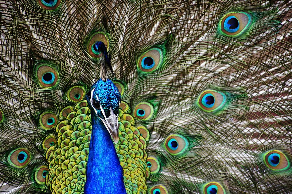 Peacocks are large, colorful pheasants (typically blue and green) known for their iridescent tails. Original public domain…