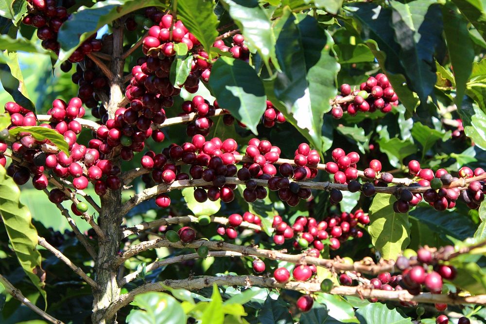 Coffee plant, ready for harvest. Doka Estate, Costa Rica.