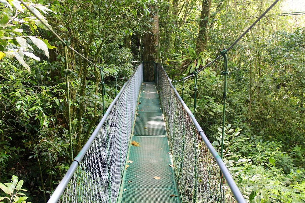 Hanging bridges tour. Monteverde Cloud Forest. Monteverde / Santa Elena, Costa Rica.
