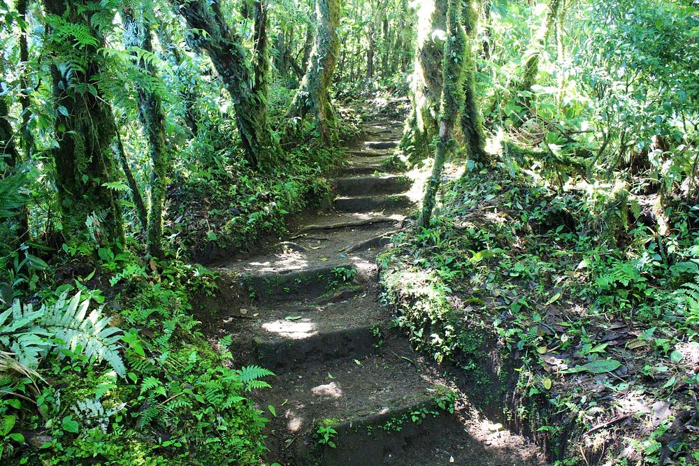 Santa Elena Natural Preserve. Monteverde | Free Photo - rawpixel