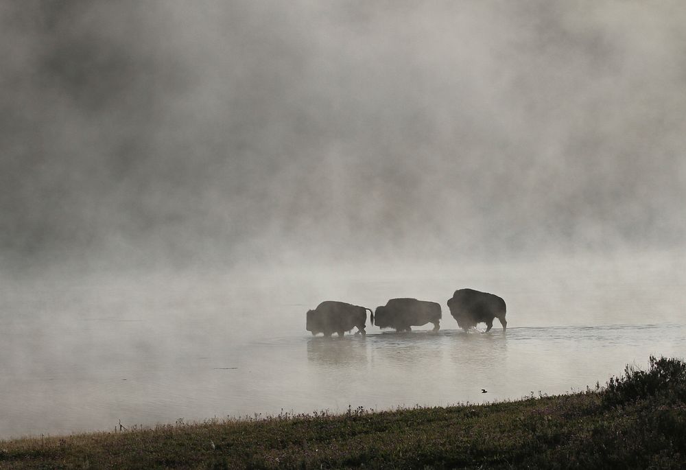 Bison crossing Yellowstone River by Jim Peaco. Original public domain image from Flickr