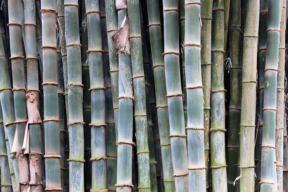 Cultivated bamboo towers above people at Zoo Ave. Alajuela (La Garita), Costa Rica. 