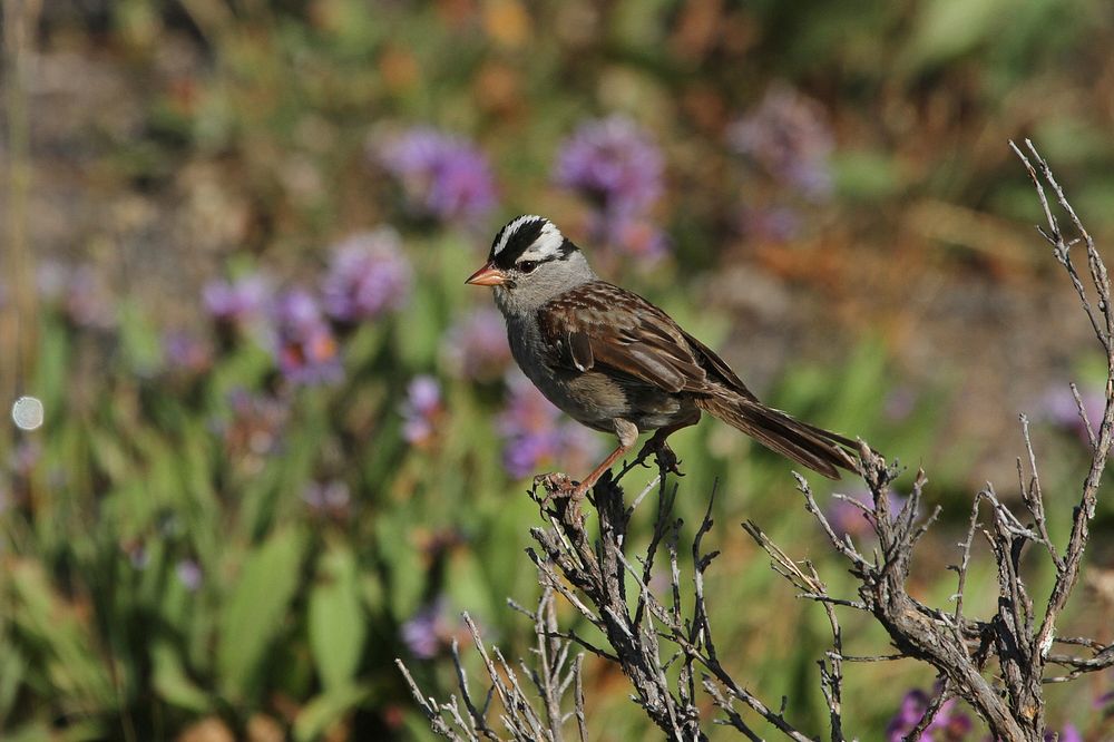 White-crowned sparrow by Jim Peaco. Original public domain image from Flickr
