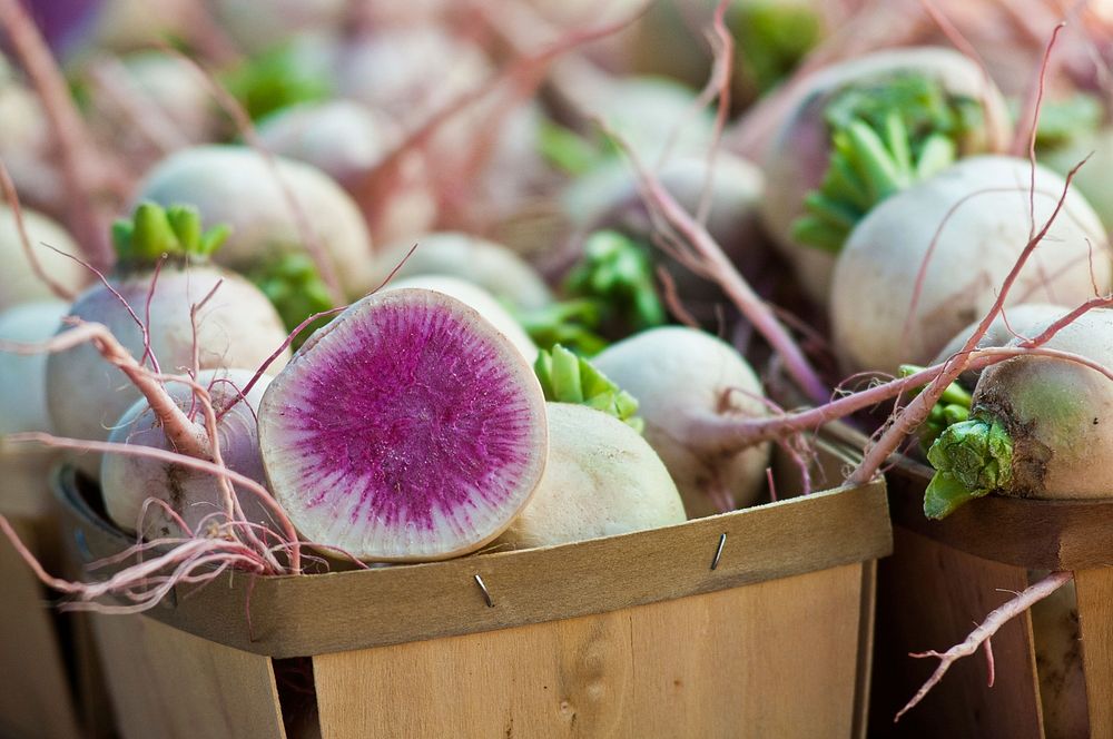 Worden Farm (www.wordenfarm.com) fresh picked organic watermelon radish ready for sale at the Saturday Morning Market, in…