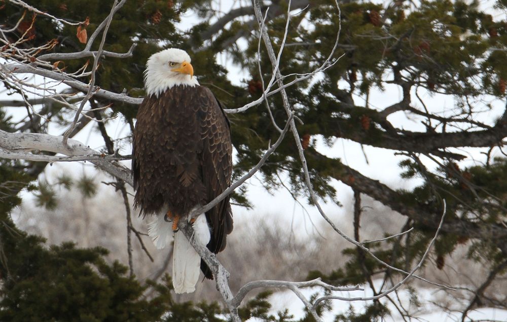 Bald eagle perched above the Gardner River by Jim Peaco. Original public domain image from Flickr
