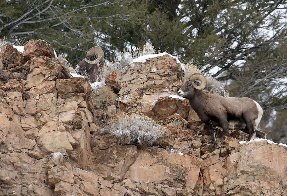 Bighorn sheep ramsTwo bighorn sheep rams on cliff above Soda Butte Creek by Jim Peaco. Original public domain image from…