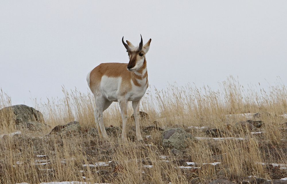 Pronghorn buck near Stephens Creek by Jim Peaco. Original public domain image from Flickr