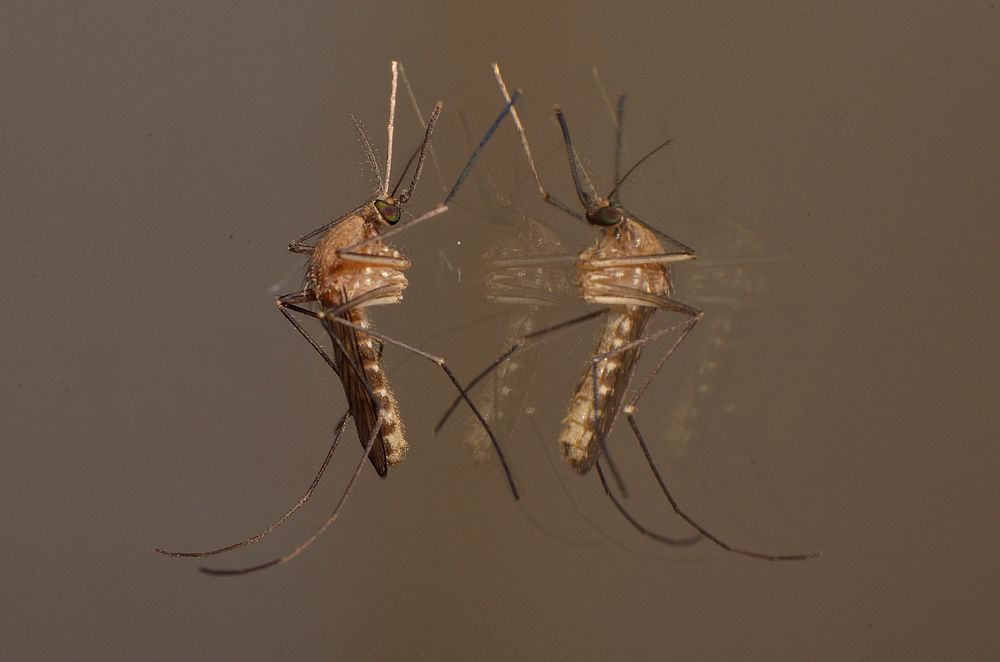 Mosquito photo. Free public domain CC0 image.