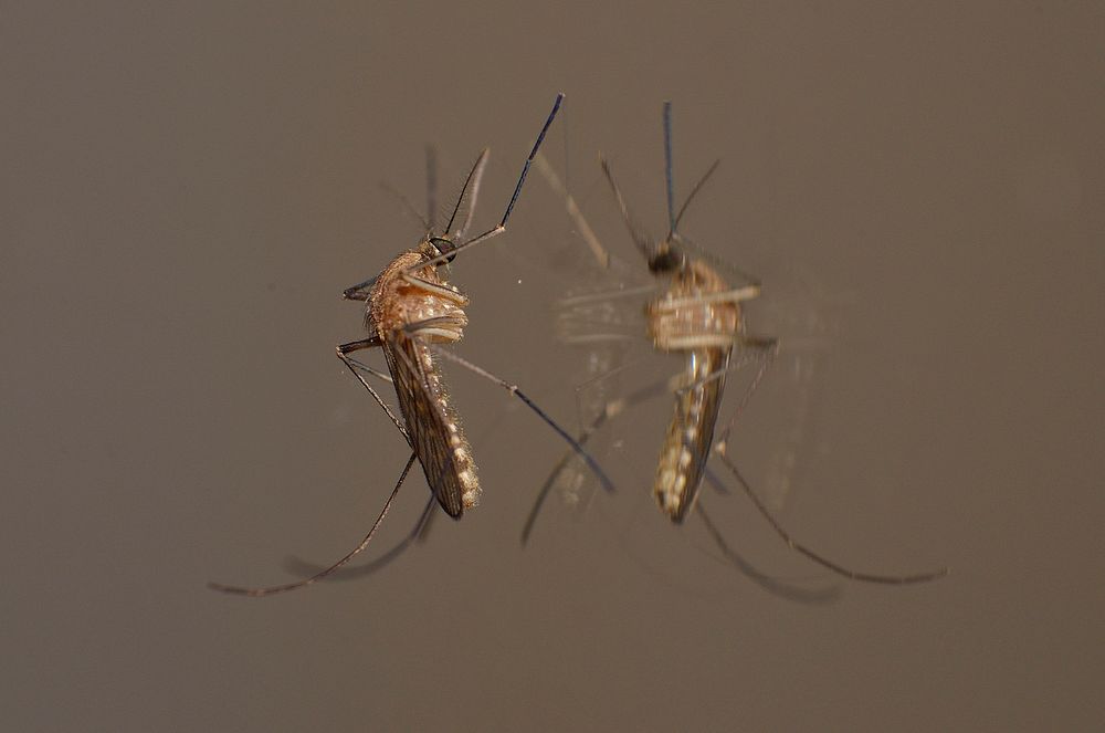 Mosquito photo. Free public domain CC0 image.