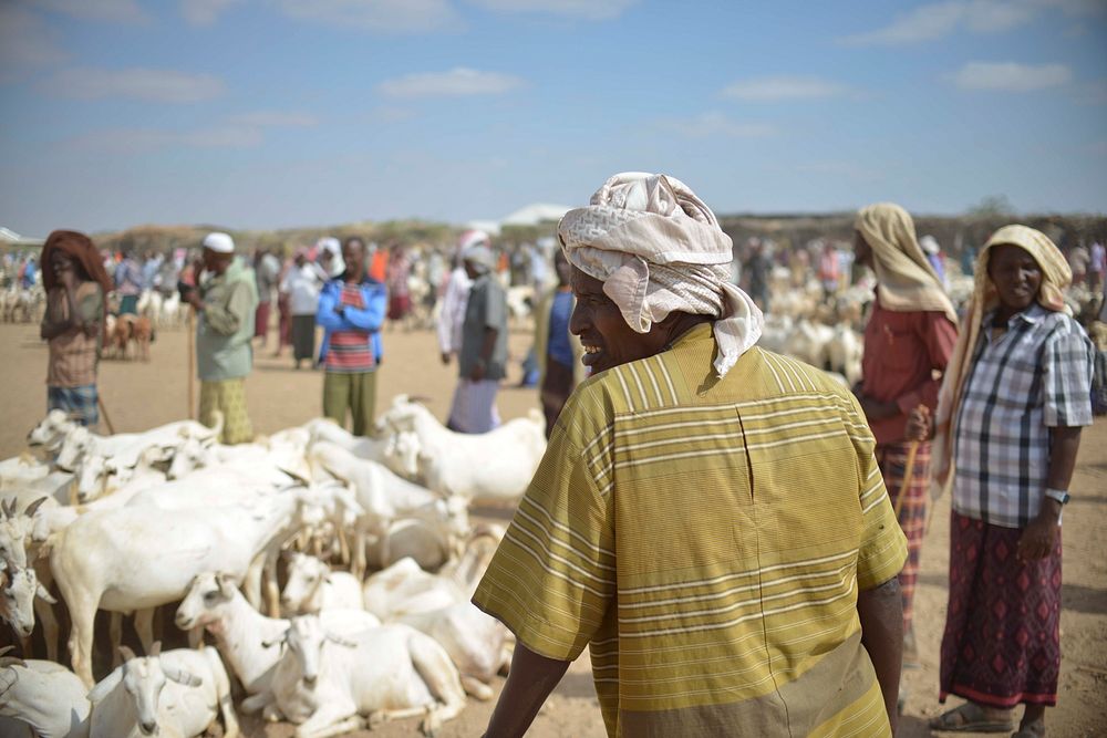 Men sell goats at one of Somalia's largest animal market in Belet Weyne on February 20.