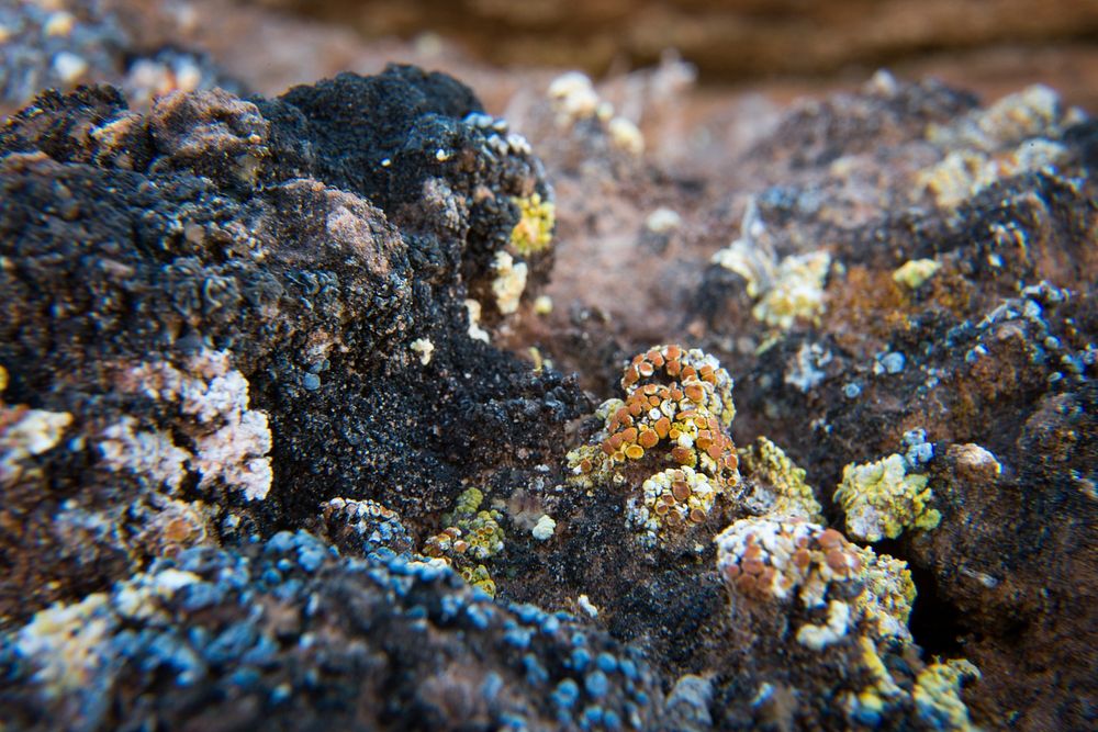 A tiny world of colorful lichens.(NPS Photo by Neal Herbert). Original public domain image from Flickr
