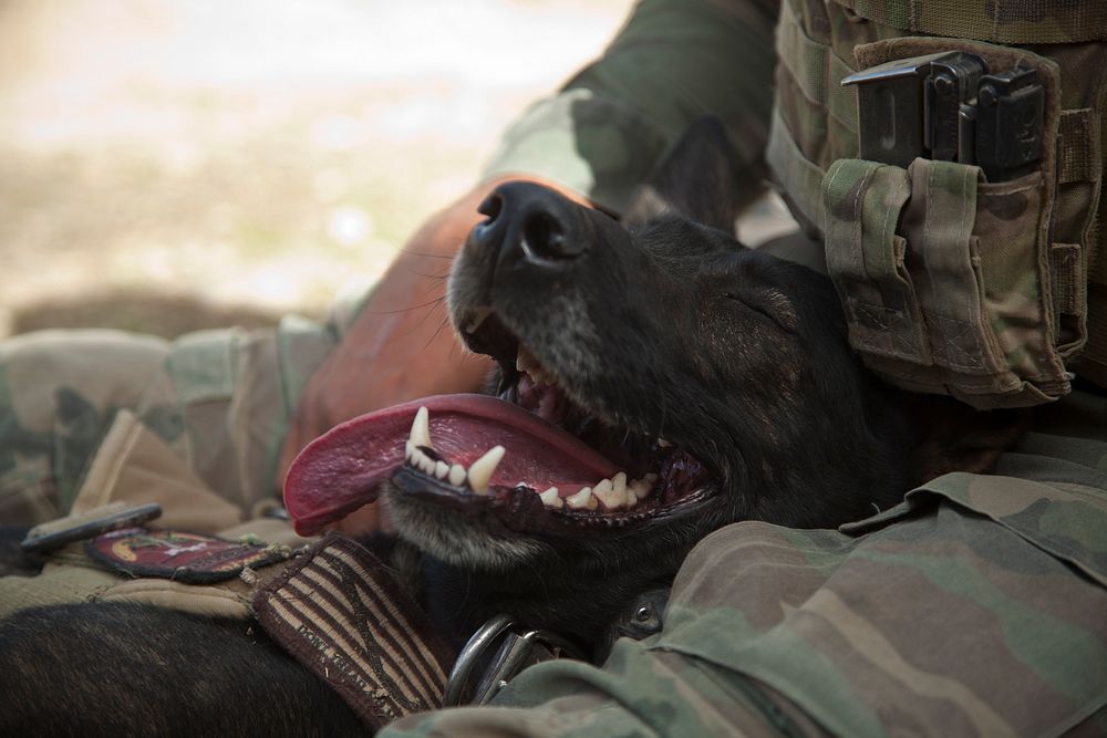 Wilbur, a U.S. Marine Corps military working dog with a Marine special operations team, takes a break with his handler after…