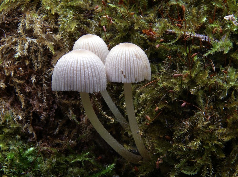 Mycena is a large genus of small saprotrophic mushrooms that are rarely more than a few centimeters in width. They are…