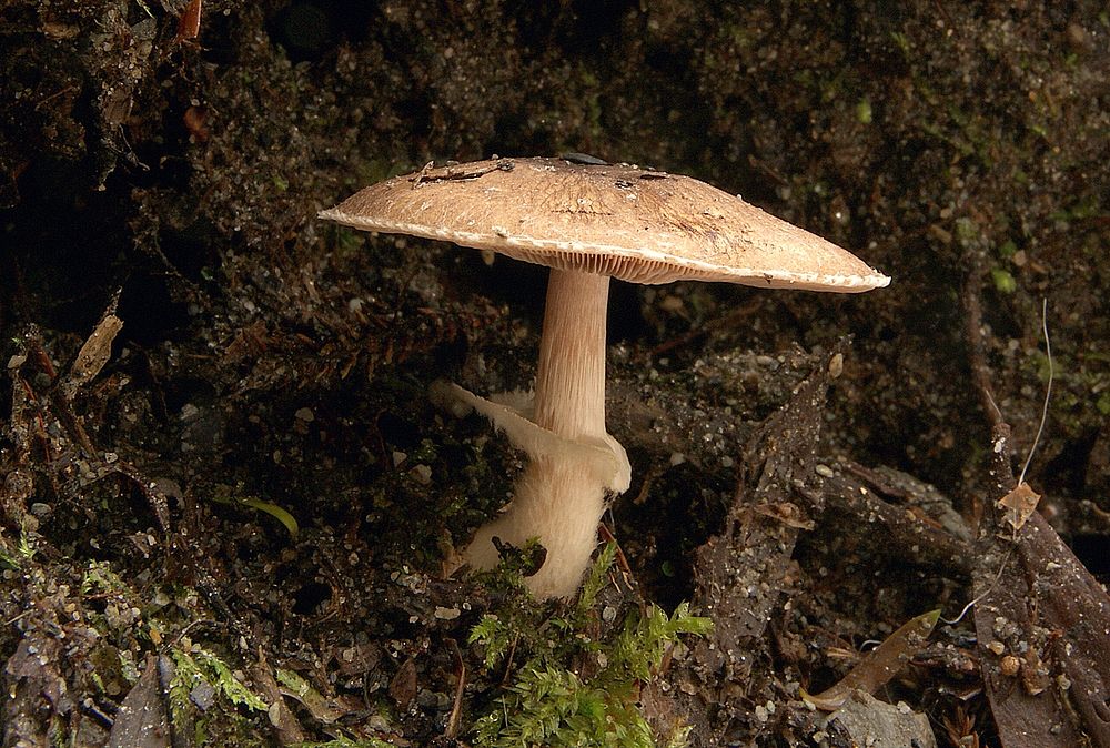 Most toxic mushroom found worldwide. Original public domain image from Flickr