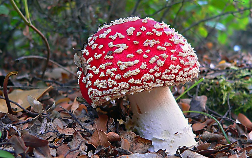 Fly agaric or fly amanita, poisonous mushroom. Original public domain image from Flickr.