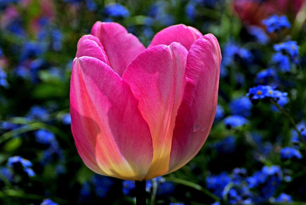 Tulips form a genus of spring-blooming perennial herbaceous bulbiferous geophytes. The flowers are usually large, showy and…