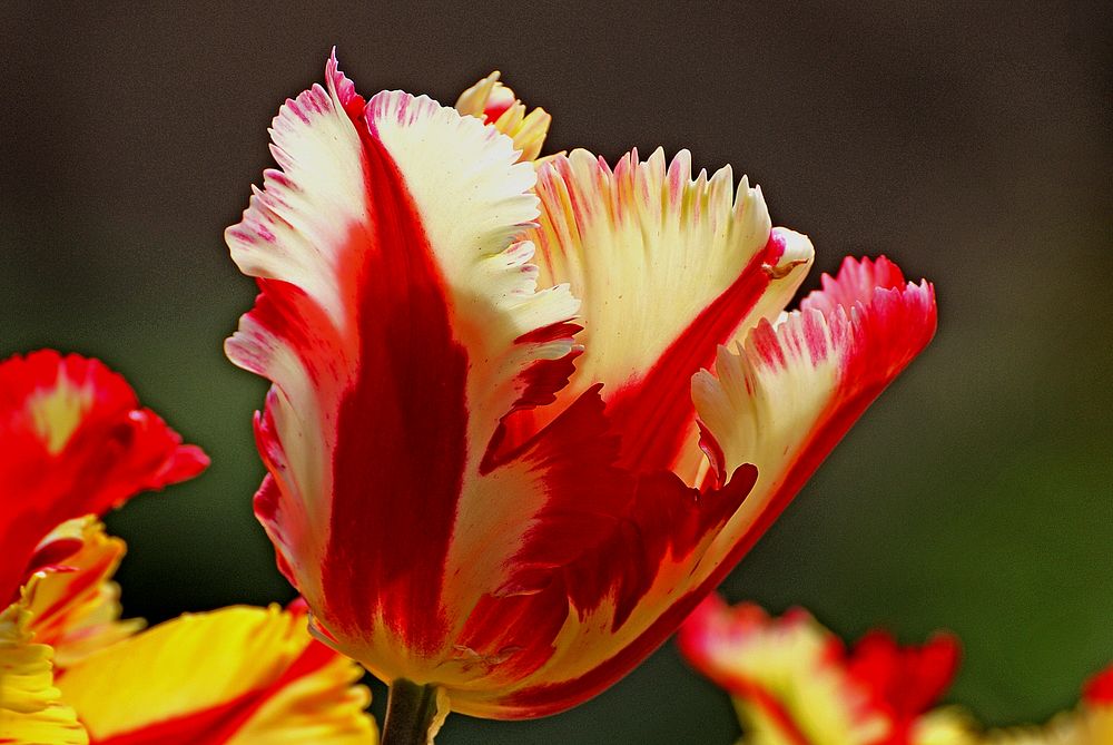 Tulips. Original public domain image from Flickr