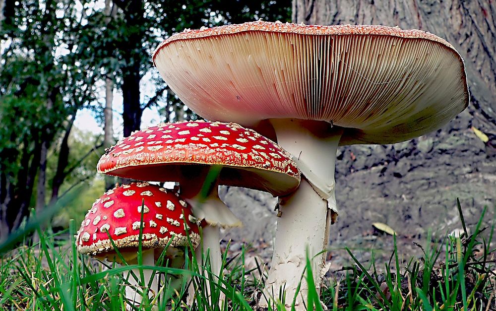 Amanita muscaria, commonly known as the fly agaric or fly amanita, is a mushroom and psychoactive basidiomycete fungus, one…