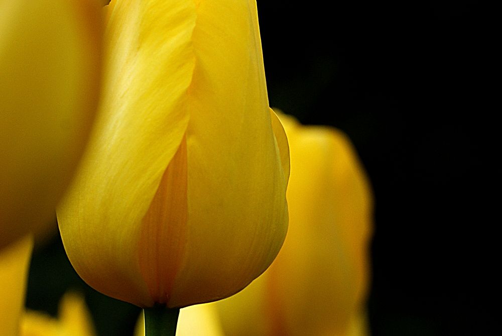 Yellow tulips. Original public domain image from Flickr