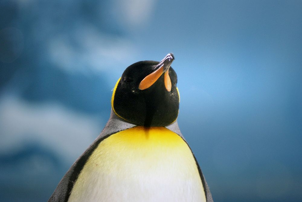 King Penguin. Original public domain image from Flickr