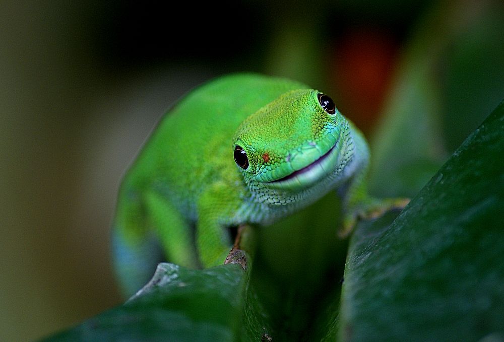 Madagascan Day Gecko. Original public domain image from Flickr