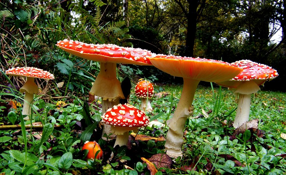 Amanita muscaria, commonly known as the fly agaric or fly amanita, is a basidiomycete mushroom, one of many in the genus…